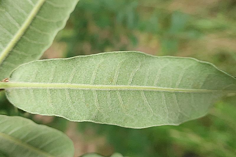Quercus crassipes leaf undeside