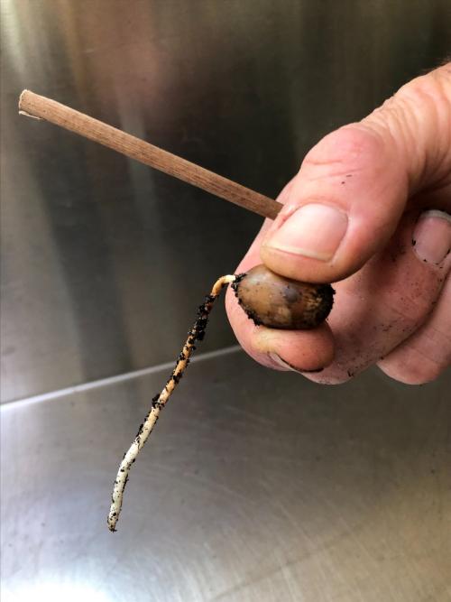 Quercus engelmannii radicle