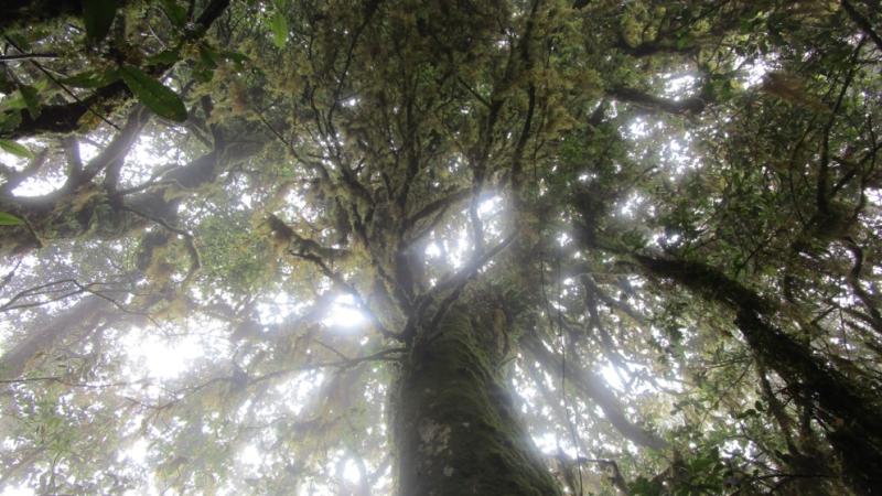 Quercus macdougallii