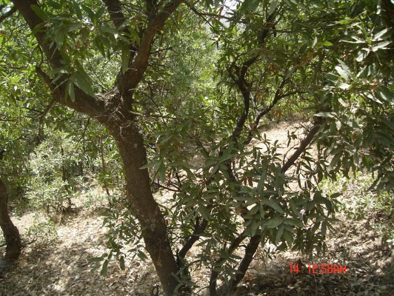 Figure 11. Sprout-clumps of Q. magnosquamata
