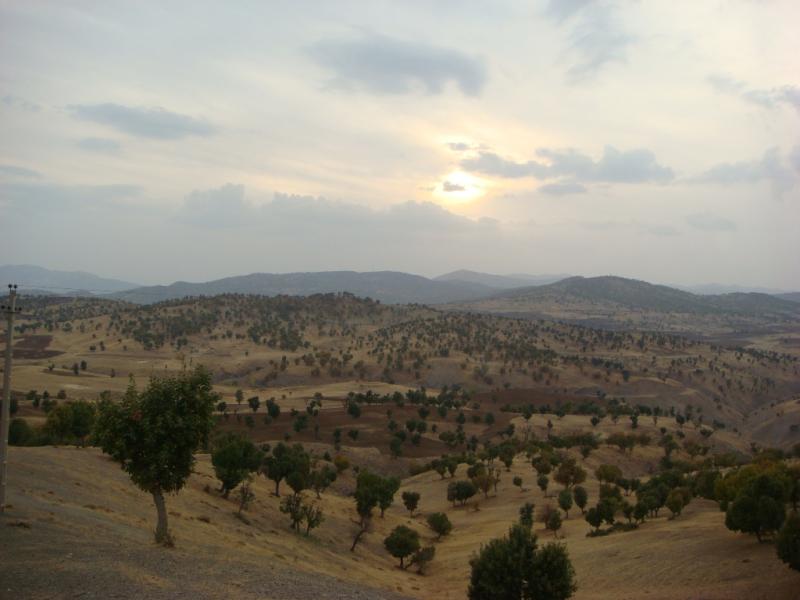 Figure 2. Oak forests in Baneh, Kurdistan province (Northern Zagros)