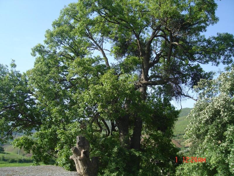 Figure 3. Mature Q. magnosquamata in Mirabad, West Azerbaijan province