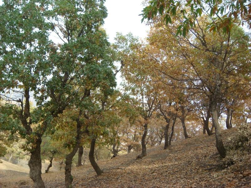 Figure 4. Quercus magnosquamata stands in Baneh, Kurdistan province