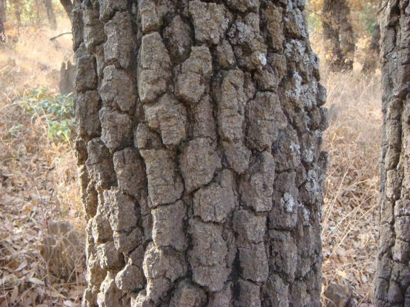Figure 5. Furrowed trunk bark of Q. magnosquamata