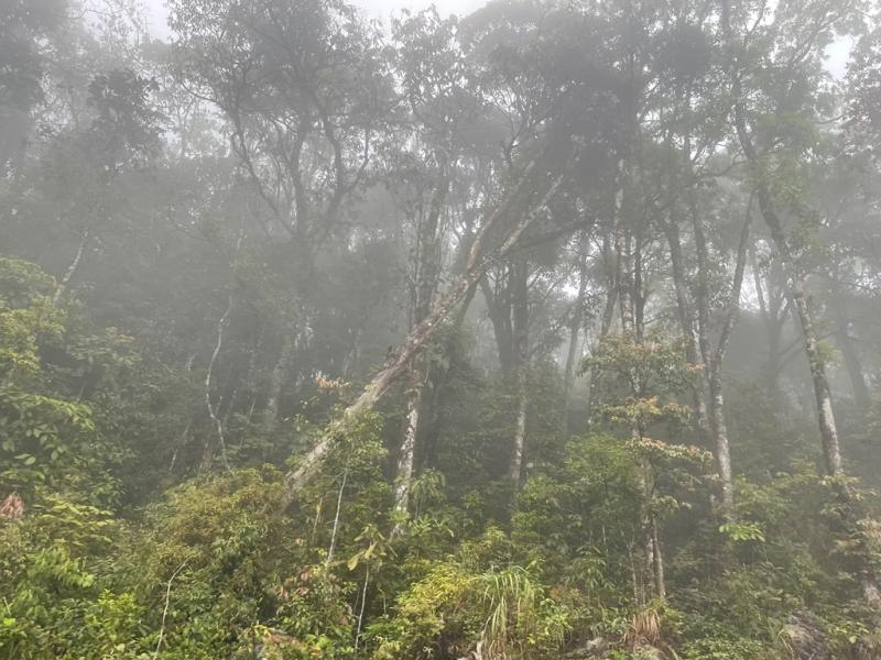 Q. marlipoensis habitat