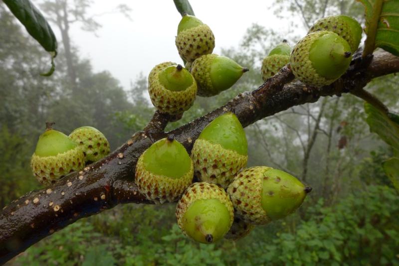 Ripening acorns