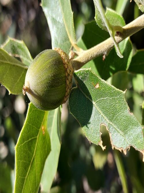 Ripening acorn