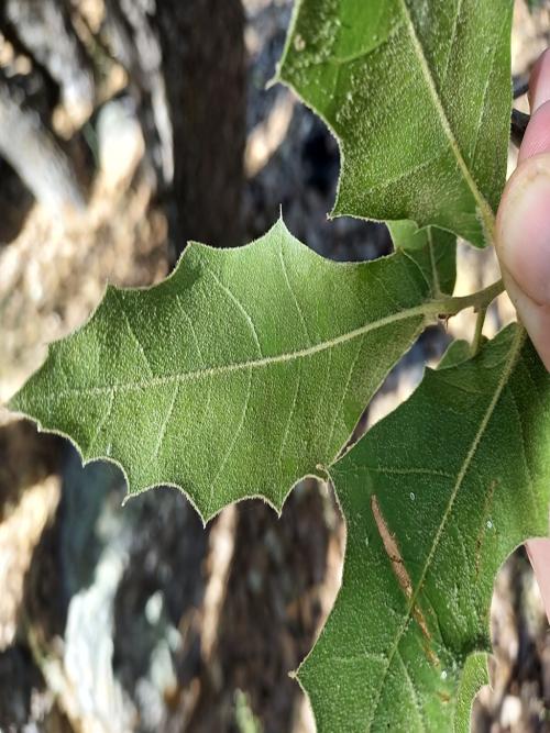 Leaf undersides covered in dense tomentum