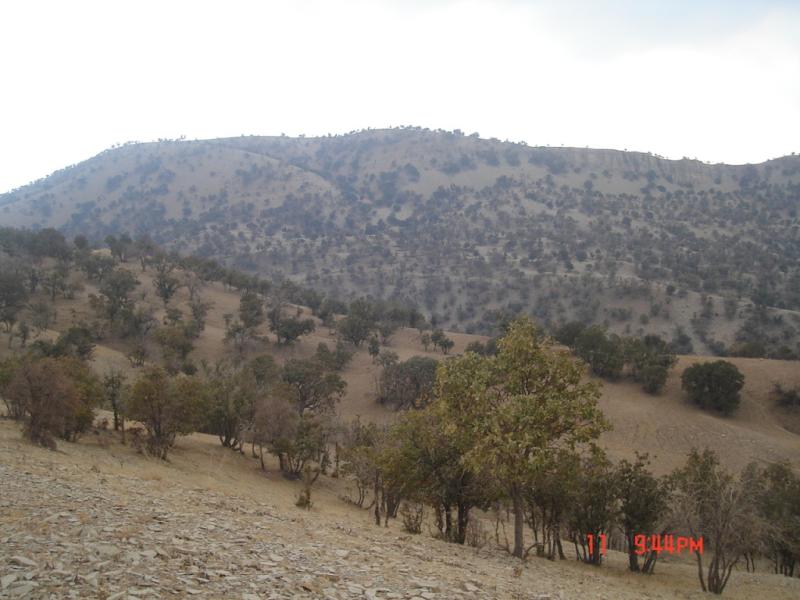 Zagros oak forests in Ilam, Ilam province (Southern Zagros), @ Mehdi Pourhashemi