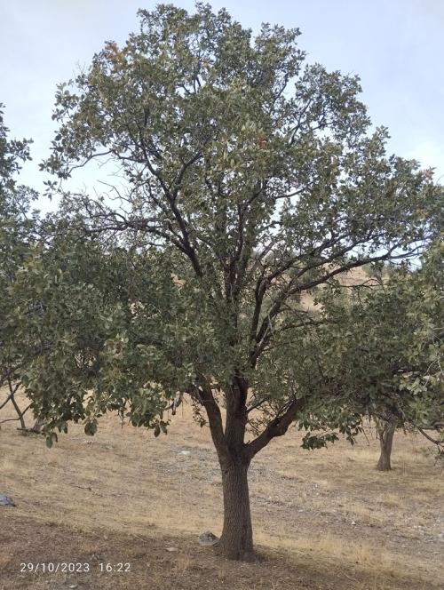 Individuals of Q. persica in Southern Zagros © Firoozeh Hatami
