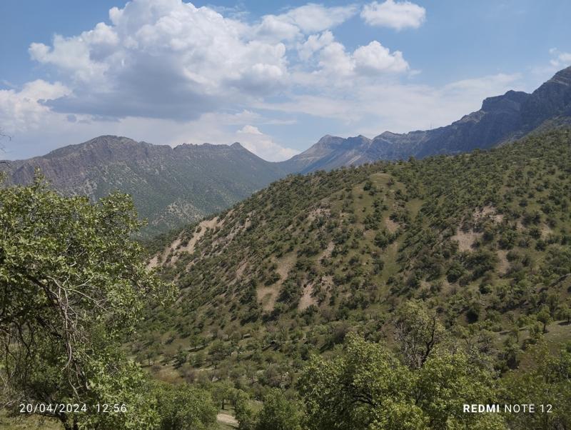 Quercus persica stands in Lordegan, Chaharmahal and Bakhtiari province © Firoozeh Hatami
