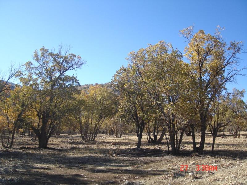 Quercus persica stands in Shiraz, Fars province) Parisa Panahi