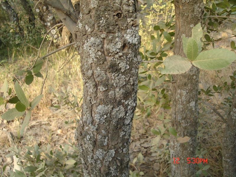 Trunk bark of Q. persica © Parisa Panahi