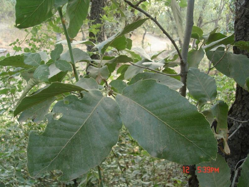 Leaves of Q. persica © Parisa Panahi