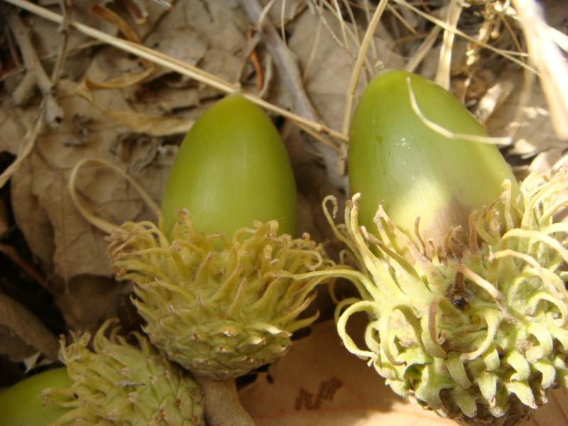 Acorns of Q. persica © Parisa Panahi