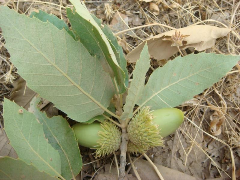 Acorns of Q. persica © Parisa Panahi