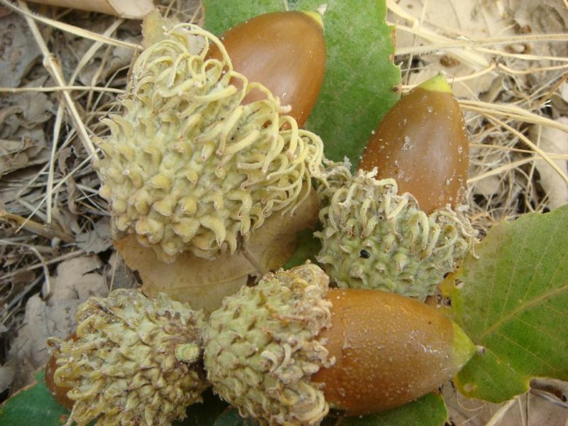 Acorns of Q. persica © Parisa Panahi