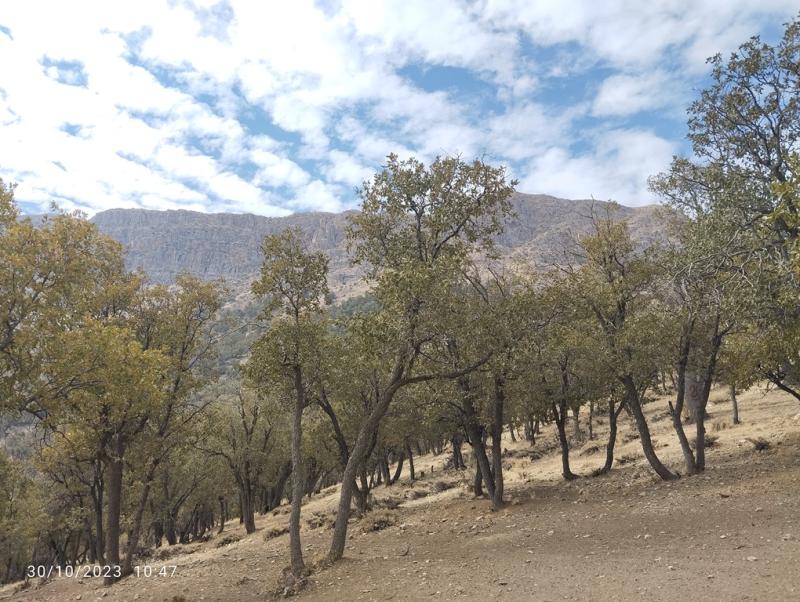 Coppice stands of Q. persica in Southern Zagros © Firoozeh Hatami