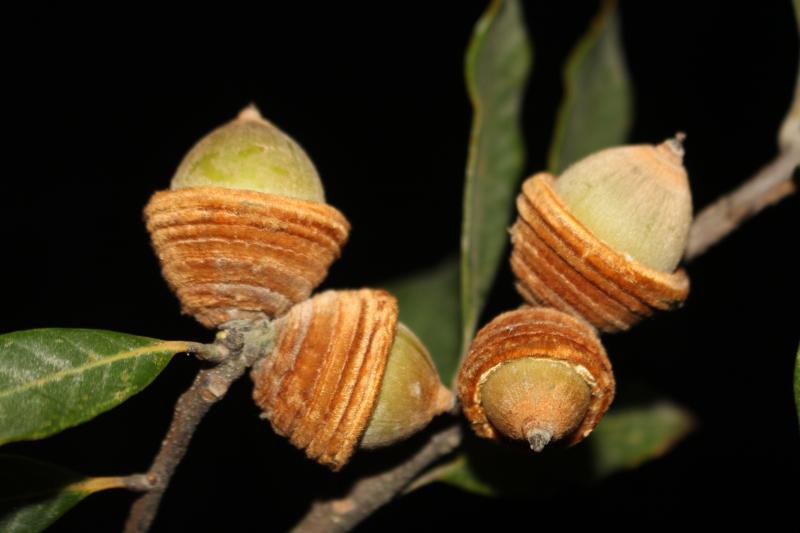 Quercus sontraensis 1