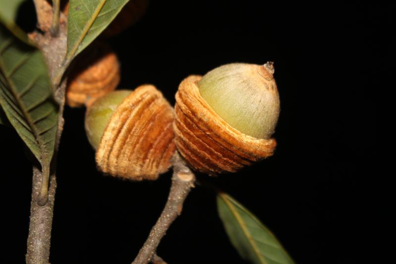Quercus sontraensis 2