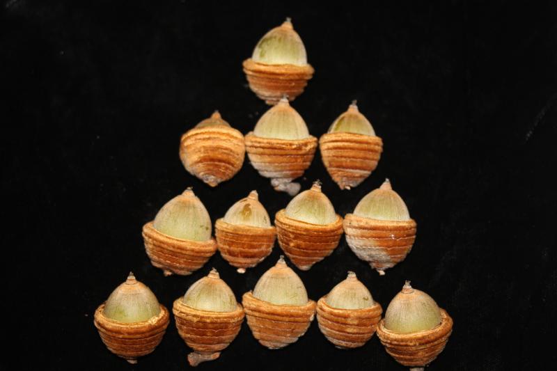 Quercus sontraensis 3