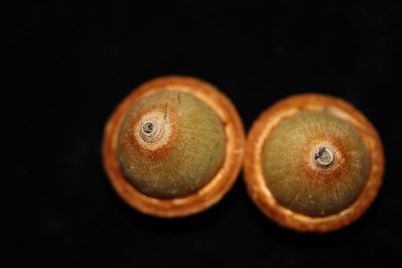 Quercus sontraensis 4