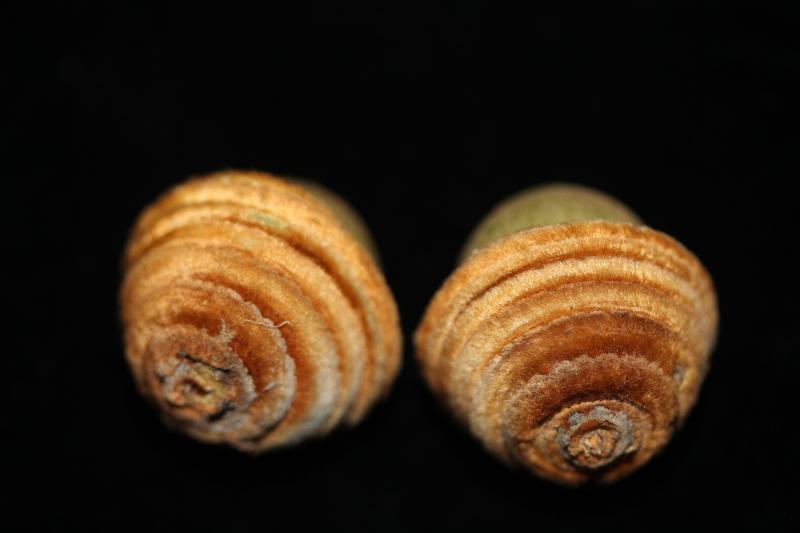 Quercus sontraensis 5