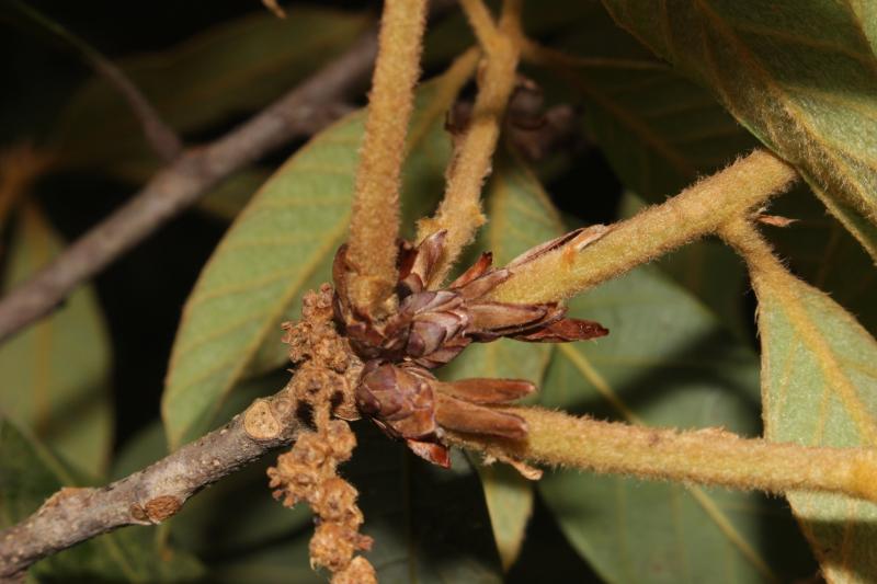 Quercus sontraensis 7