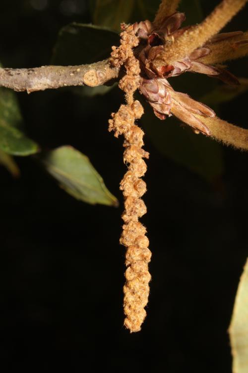 Quercus sontraensis 8