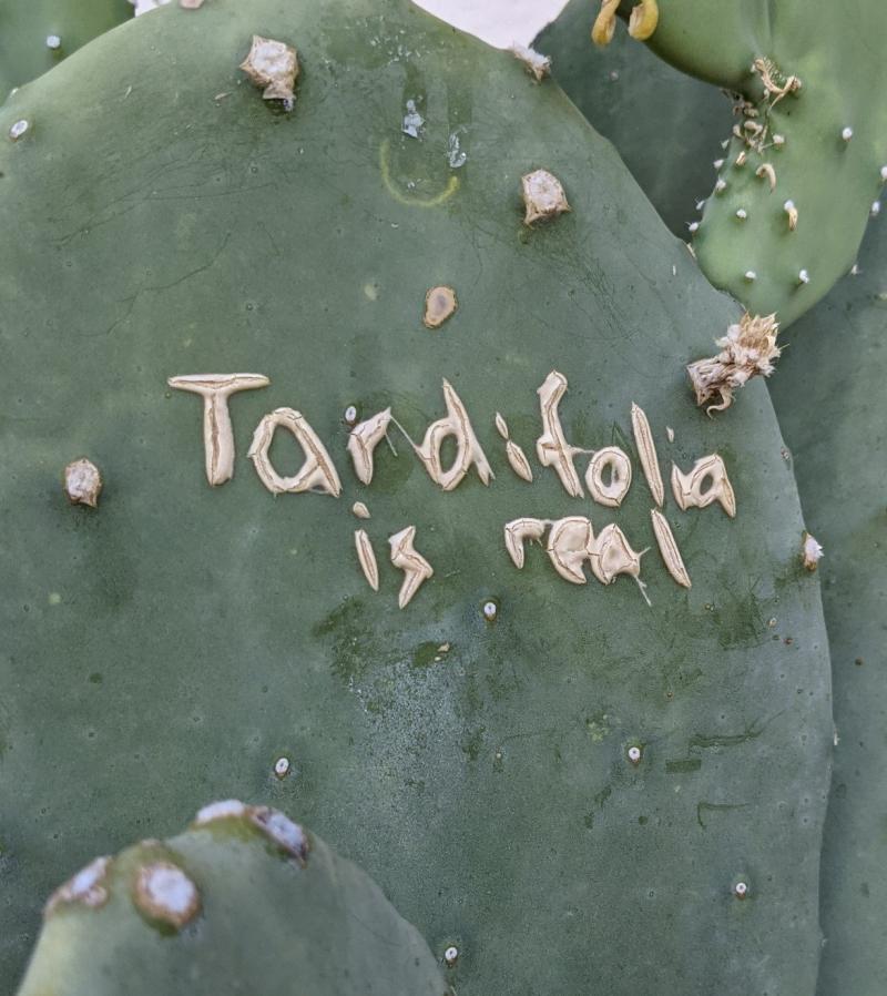 Quercus tardifoli Grafitti
