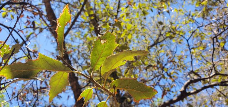 Quercus tardifolia leaves