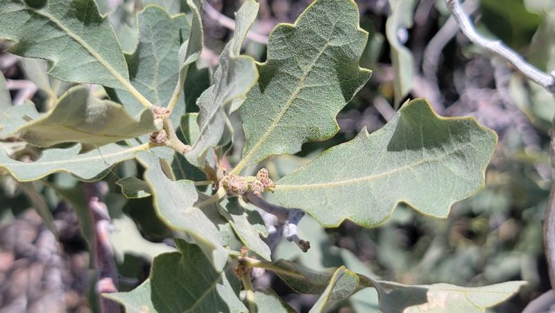 Forming acorns and leaves near Moab