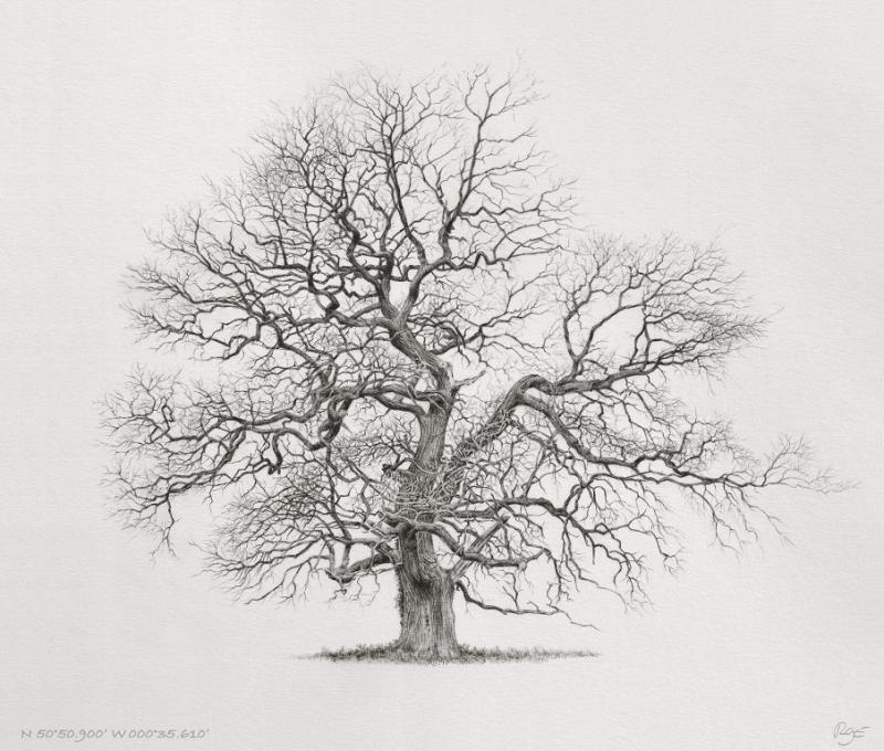 A large winter oak standing in Broad Green Field, Binsted, West Sussex.