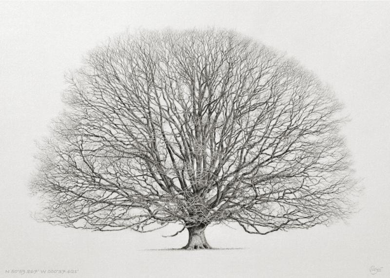 An oak standing in the grounds of Petworth House in West Sussex.