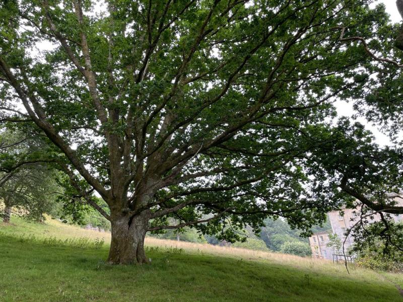 A royal oak at Penrice Castle