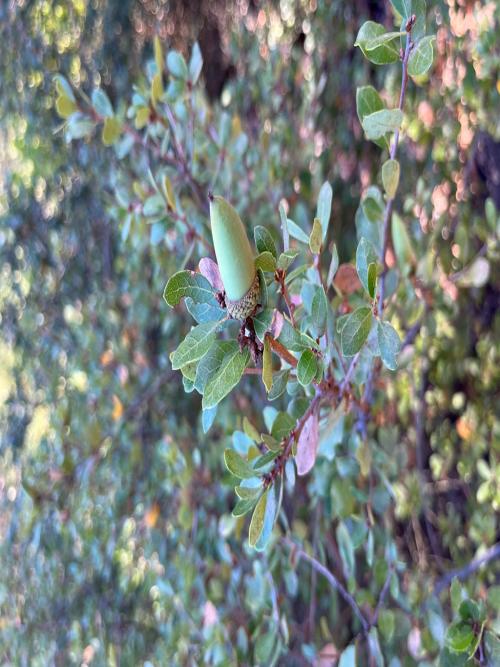 Quercus pacifica acorns