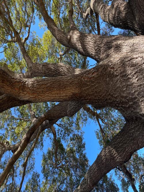 Quercus × ganderi Gander oak thriving in our collection since 1941