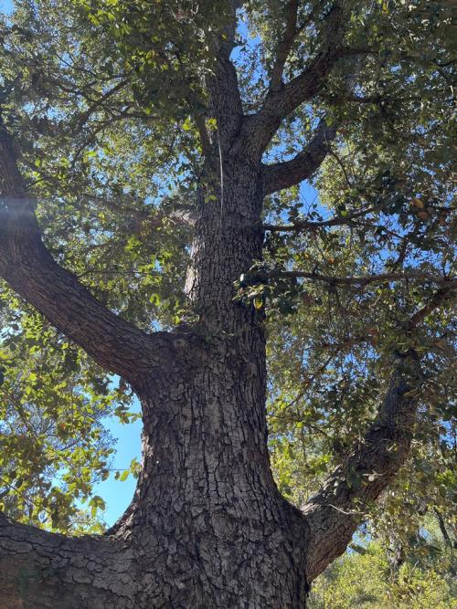 The National. Champion Quercus tomentella on a lovely day in October 2023.