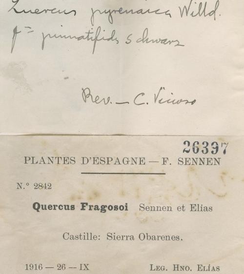Quercus fragosoi