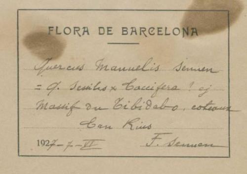 Quercus manuels label