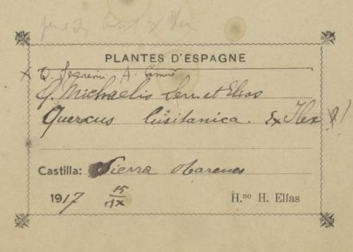 Quercus michaelis