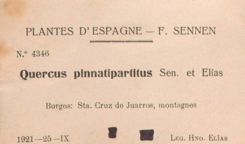 Quercus pinnatipartitus