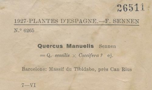 Quercus manuelis