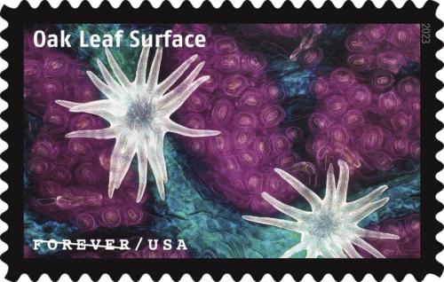 Oak Leaf Surface Stamp