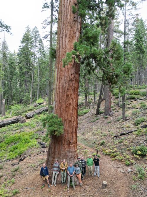 Group at base of Sequoiadendron giganteum