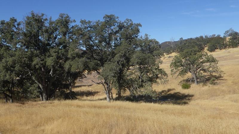 Quercus douglasii at Walker Ridge
