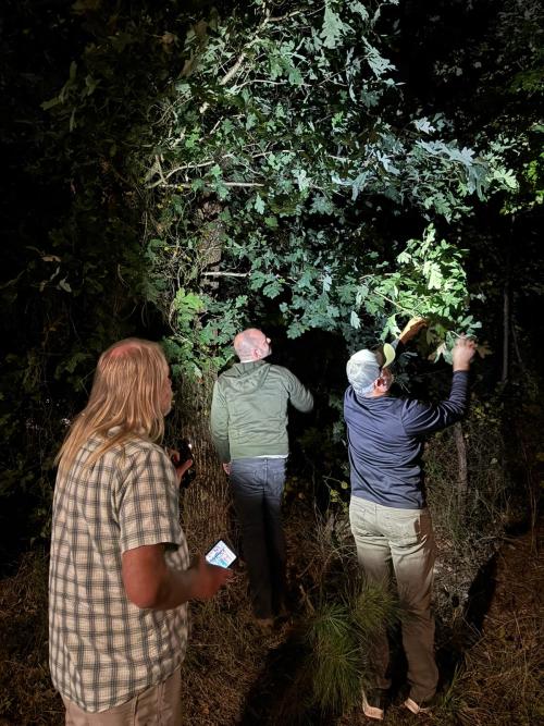 Botanizing by flashlight: examining a "steroidal" Quercus alba (very large leaves and a bright underside)