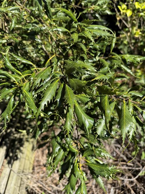 Info Quercus glauca 'Lacera' (c) John Leszczynski