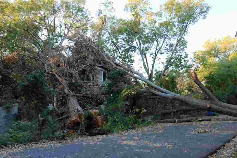 Old Woodlanders office