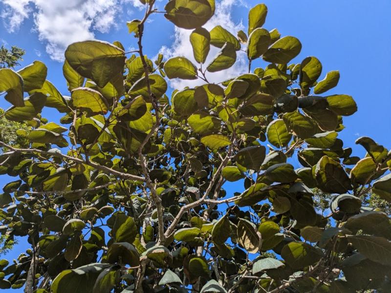 Quercus tarahumara at Plant Delights Nursery (c) Bryan Denig